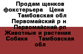 Продам щенков фокстерьера › Цена ­ 5 000 - Тамбовская обл., Первомайский р-н, Первомайский рп Животные и растения » Собаки   . Тамбовская обл.